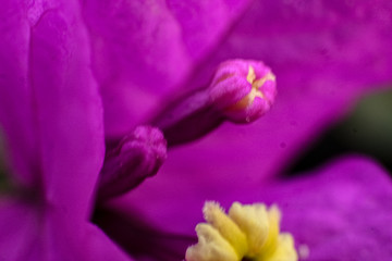 Obraz na płótnie Canvas closeup of pink flower
