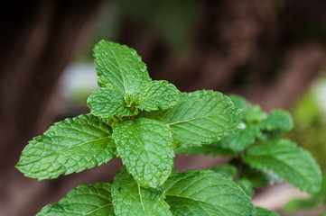 Detail of a green spearmint