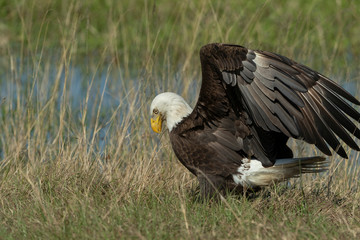 Bald Eagle Collecting nesting Material in Florida