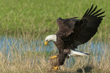 Bald Eagle Collecting nesting Material in Florida