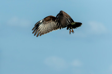 Snail Kite hunting for Apple Snails in Florida Marsh