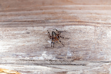 spider on a wooden wall