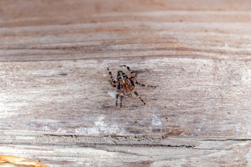 spider on wood