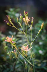 Small orange flowers with green bachground