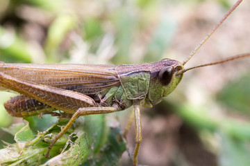 grasshopper on leaf