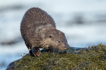 Otter On Rocks