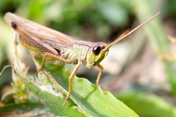 grasshopper on green grass