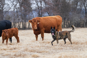 Cattle with livestock guardian dog, Dutch Shepherd