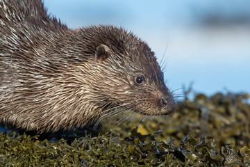 Otter On Rocks