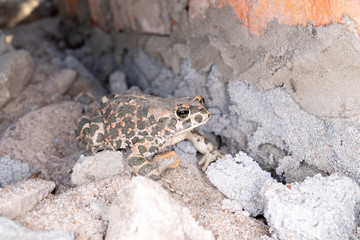 frog