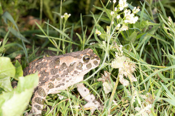 frog in grass