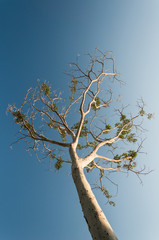 Fototapeta premium Tree with a blue sky behind