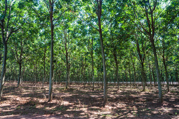 Rubber tree forest with a sun and green leaves