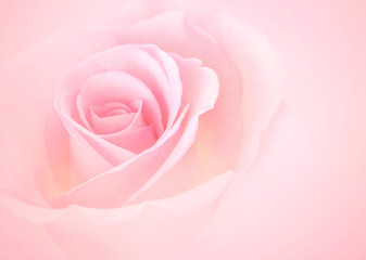 Obraz na płótnie Canvas Pink Rose flowers with blurred sofe pastel color background for love wedding and valentines day