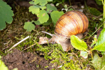 snail on leaf