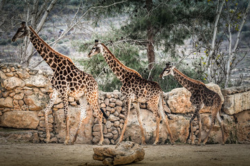 giraffe in south africa