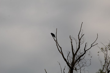 silhouette of crow on bare tree branch