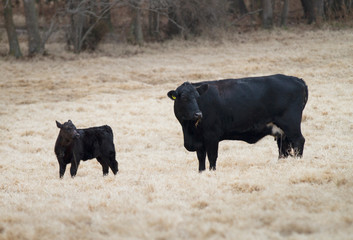 Black Angus cow and calf in a winter field