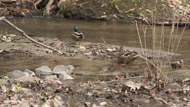 Ducks Couple Walking Toward Stream in the Forest in Spring. 4K