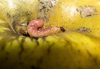 caterpillar on apple