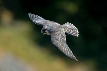 Peregrine Falcon Flying