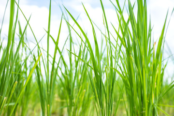 Close up of Rice sprouts plant growth in rice field.