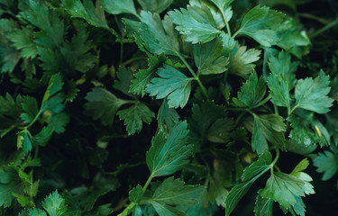 Fototapeta na wymiar parsley herb close up