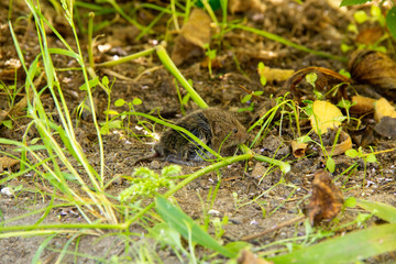 mouse in the grass