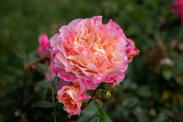 pink rose in the garden