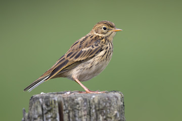 Fototapeta premium Meadow Pipit on Post