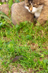 cat in the grass preys on a mouse