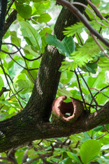 Abandoned Rufous Hornero home on a tree trunk