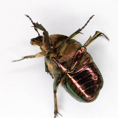 beetle isolated on white background