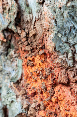 Tree bark detail with some colored moss