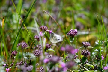 white butterfly on purple flower