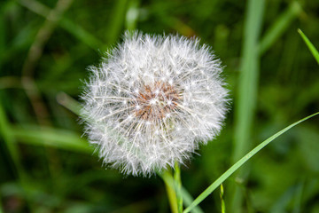 dandelion in the grass