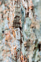 Tree bark detail with some moss