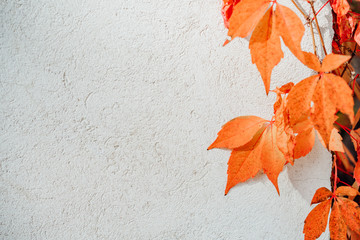 Autumn leaves on clear cement background wall
