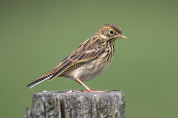 Meadow Pipit Perched on Post