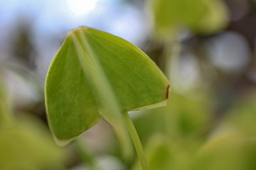 LEAVES