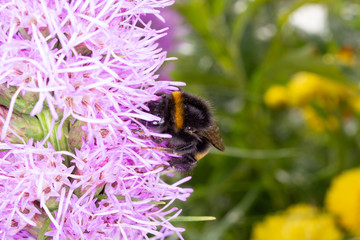 bumblebee collects nectar from flowers