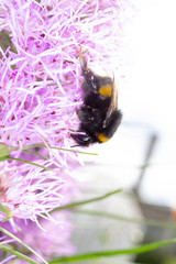 bumblebee collects nectar from flowers