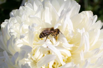  a bee collects nectar from a flower