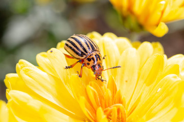  Colorado beetle