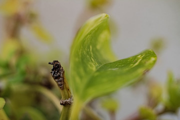 butterfly on a flower