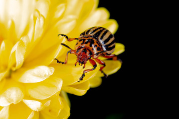  Colorado beetle