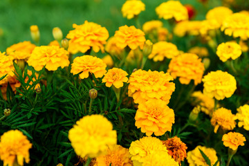 Orange marigold growing in garden.