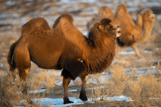 Two camels