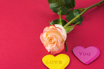 Gorgeous rose for Valentines Day.