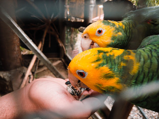  View through a rack of parakeets eating